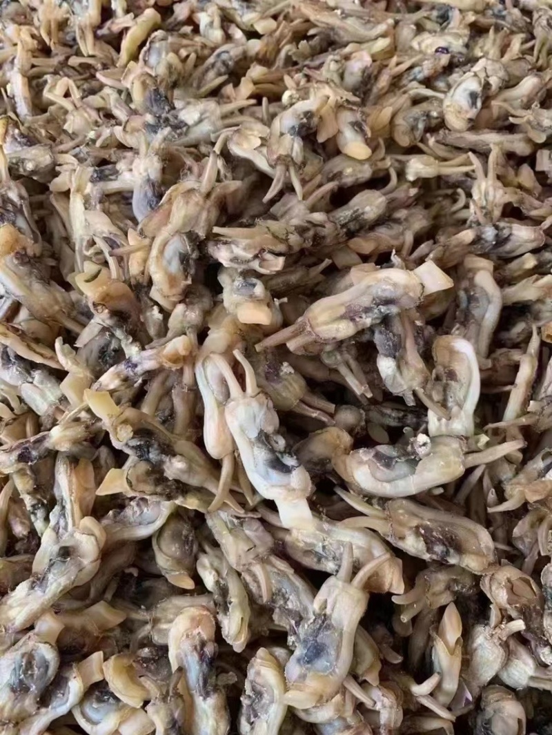 蛏干沙少，去湿气，煲汤，炖猪肚，汤甜！