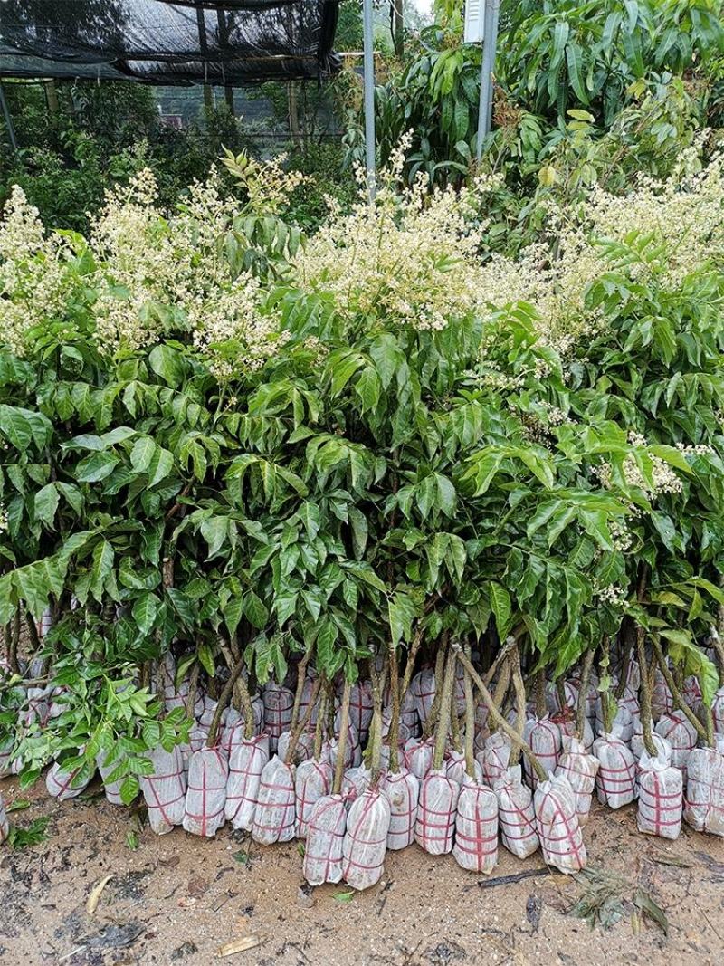 黄皮果两年嫁接苗大量批发黑黄皮，鸡心黄皮苗无核黄皮苗