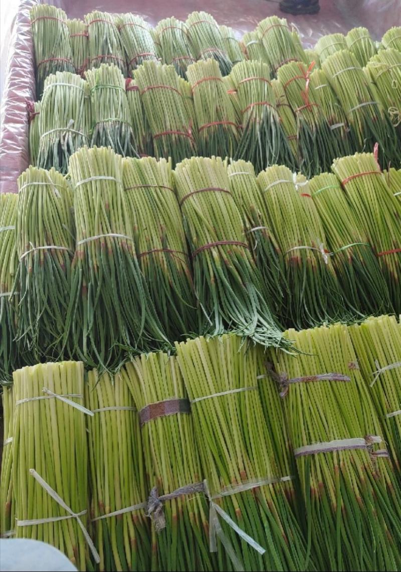 蒜薹，河北蒜薹，新抽蒜薹，红帽紫帽，基地直销！杂交蒜苔