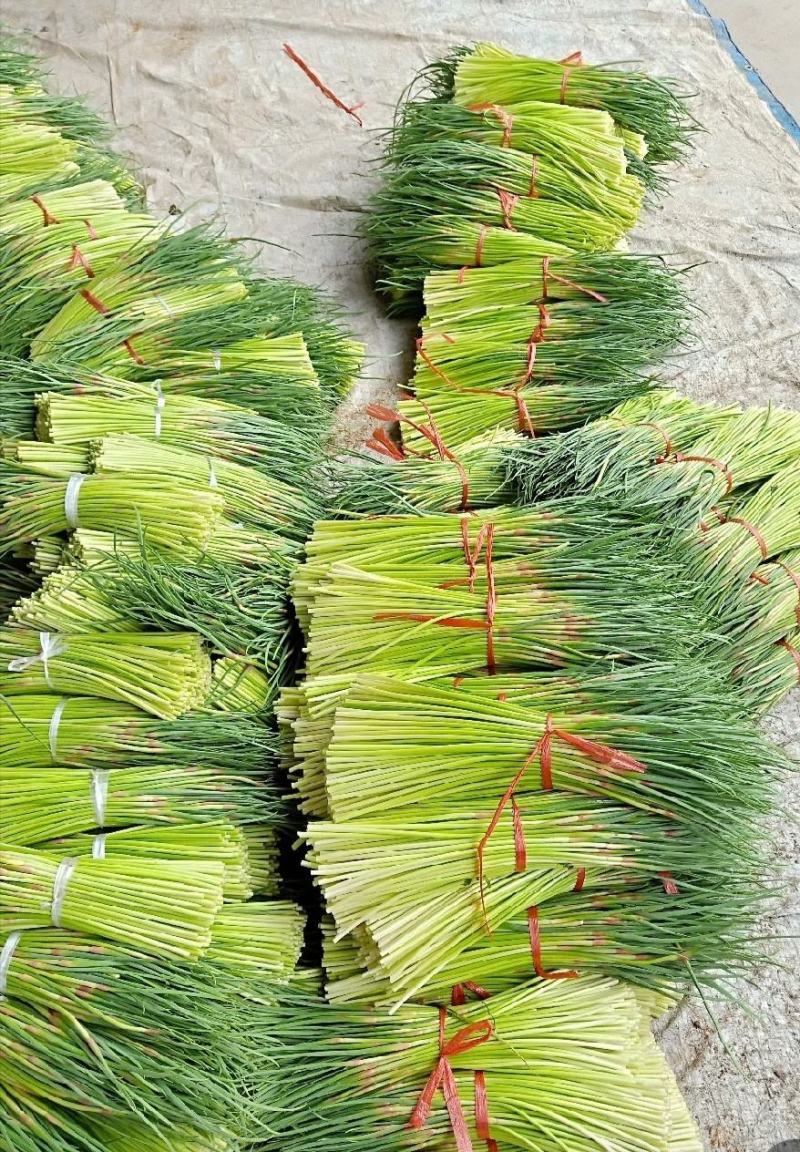 蒜薹，河北蒜薹，新抽蒜薹，红帽紫帽，基地直销！杂交蒜苔