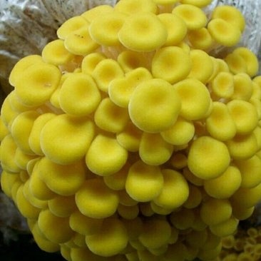 榆黄蘑菌种榆黄菌包黄平菇菌种鸡油菌菌包