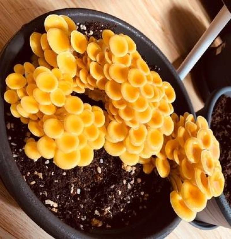榆黄蘑菌种榆黄菌包黄平菇菌种鸡油菌菌包