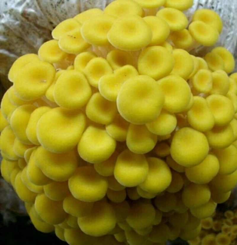 榆黄蘑菌种榆黄菌包黄平菇菌种鸡油菌菌包