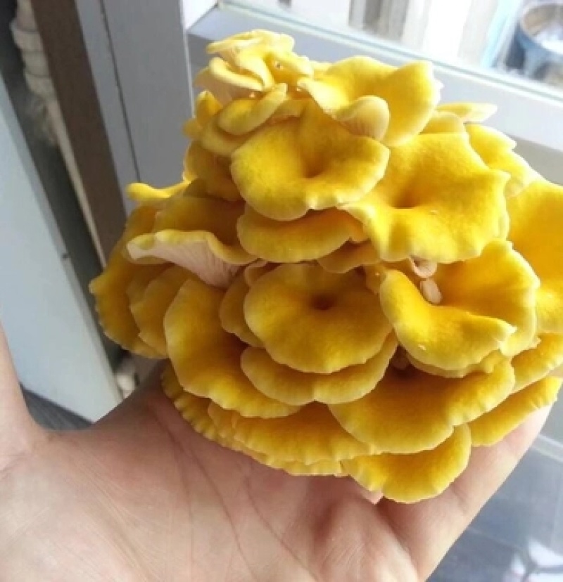 榆黄蘑菌种榆黄菌包黄平菇菌种鸡油菌菌包