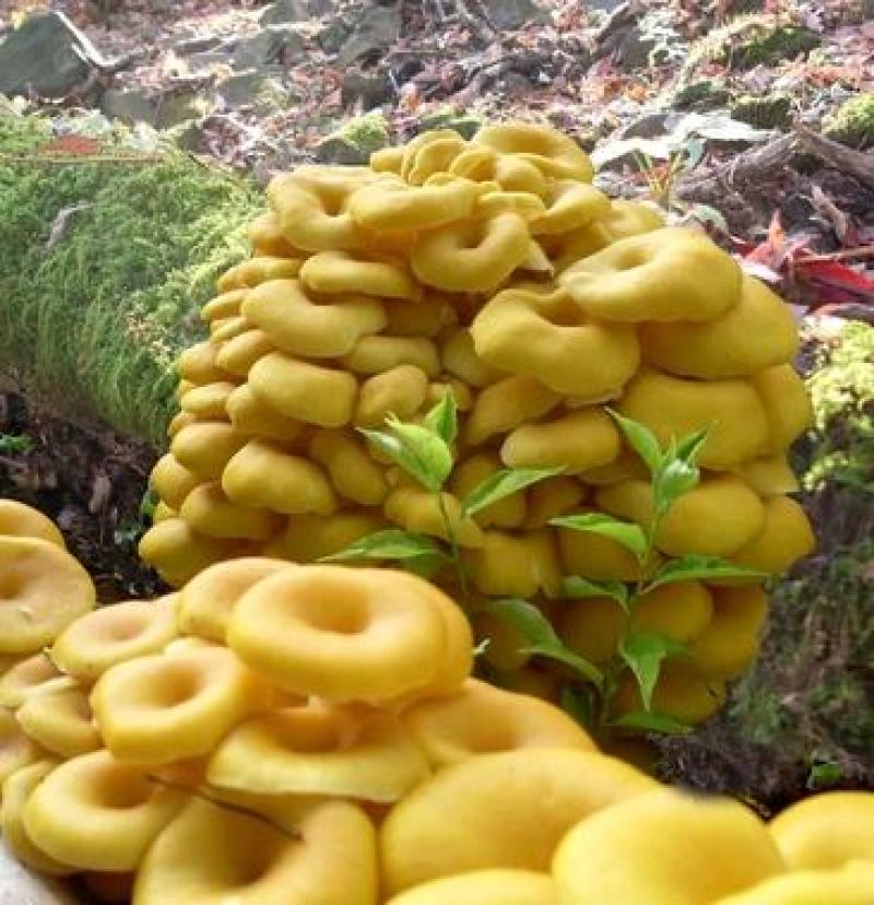 榆黄蘑菌种榆黄菌包黄平菇菌种鸡油菌菌包