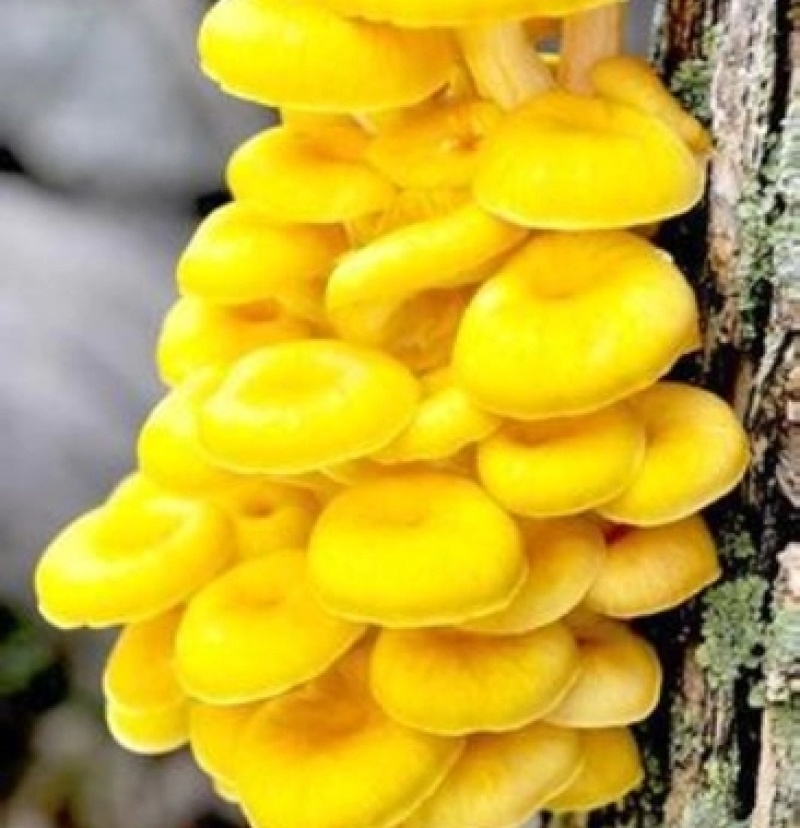 榆黄蘑菌种榆黄菌包黄平菇菌种鸡油菌菌包