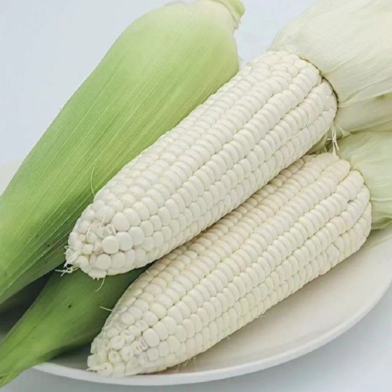 白甜糯，万糯玉米，甜玉米！基地直销！个大饱满，保质保量