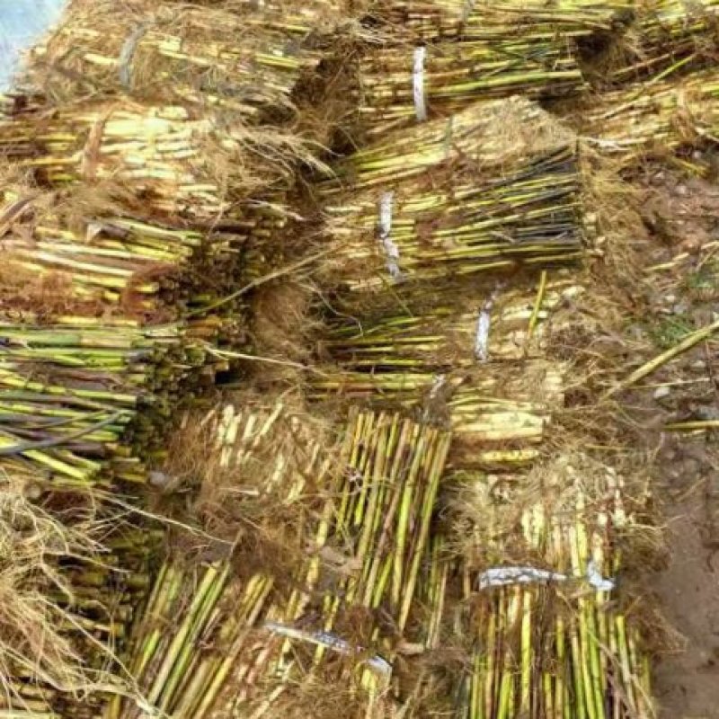 永朝水生白洋淀芦苇苗抗旱成活欢迎老板选购