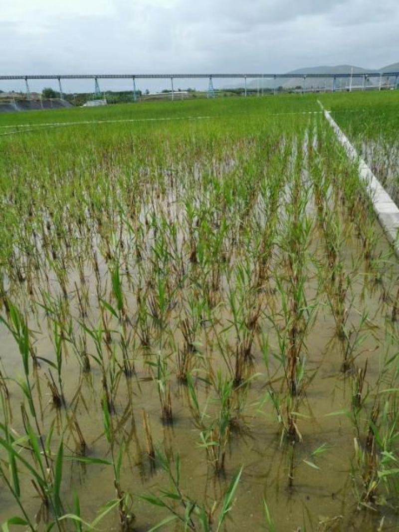 永朝水生白洋淀芦苇苗抗旱成活欢迎老板选购
