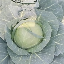 云南精品甘蓝