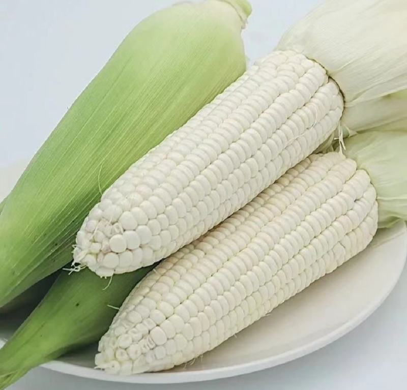 白甜糯，万糯玉米，甜玉米！基地直销！个大饱满，保质保量