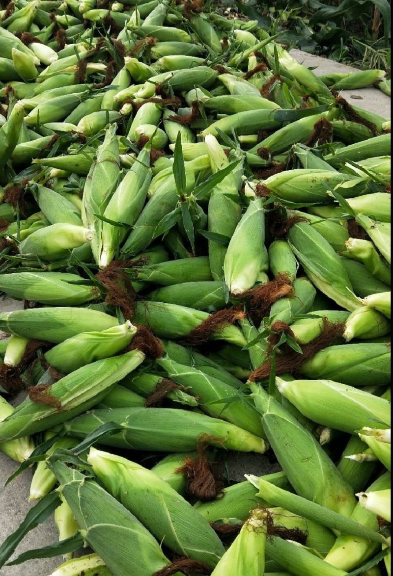白甜糯，万糯玉米，甜玉米！基地直销！个大饱满，保质保量