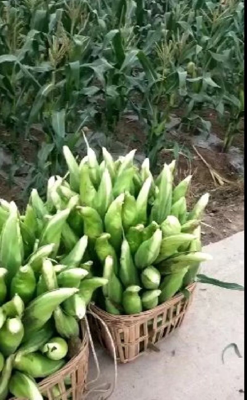 白甜糯，万糯玉米，甜玉米！基地直销！个大饱满，保质保量