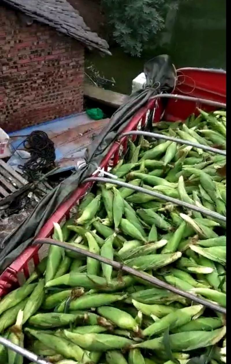 白甜糯，万糯玉米，甜玉米！基地直销！个大饱满，保质保量
