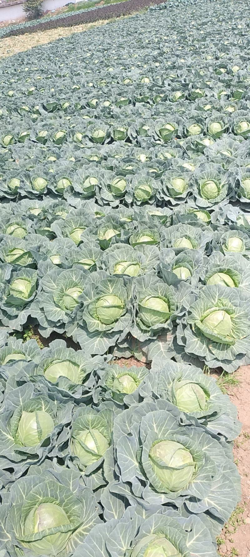 云南精品甘蓝