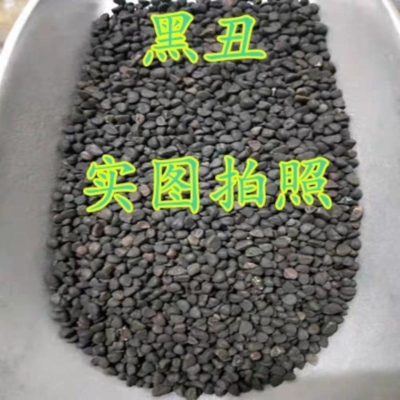 黑丑.牵牛子.中药材正品野生喇叭花籽.黑牵牛籽包邮