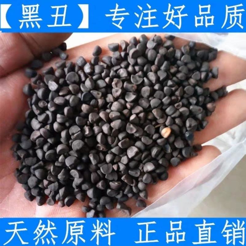 黑丑.牵牛子.中药材正品野生喇叭花籽.黑牵牛籽包邮