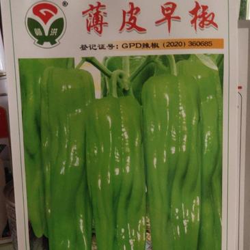 薄皮早熟辣椒。杂交品种。耐低温。浅绿色。