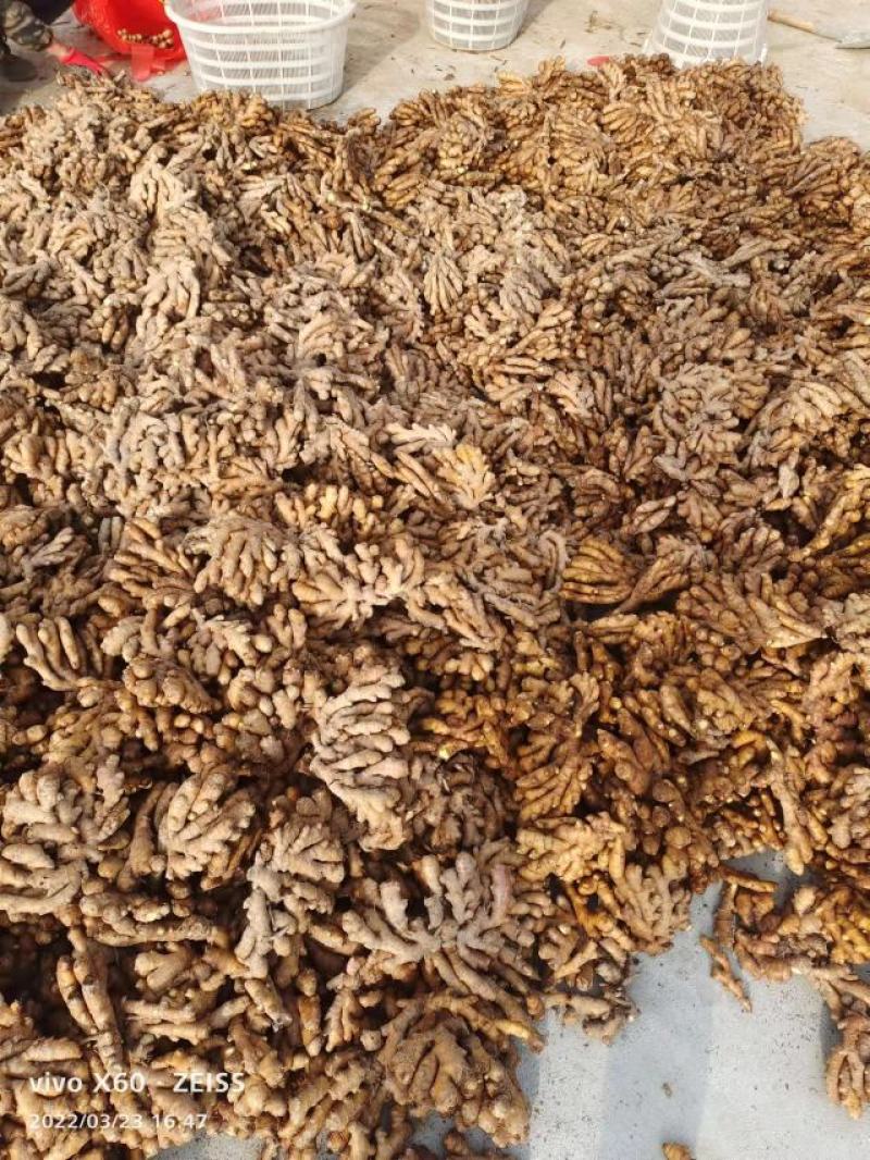 【推荐】安徽岳西精品黄姜小黄姜新鲜生姜产地直发