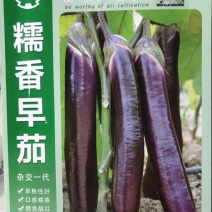 糯香早茄，早熟耐寒品种，口感糯香，