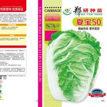 抗热白菜种子夏季大白菜耐湿耐热50天结球夏宝白菜种籽。