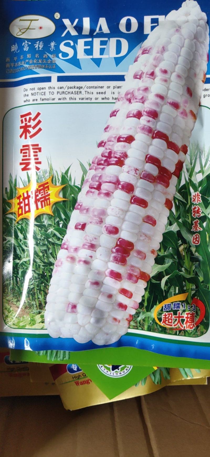 彩云甜糯玉米种子，非转基因，超大棒单交种。单穗重500克