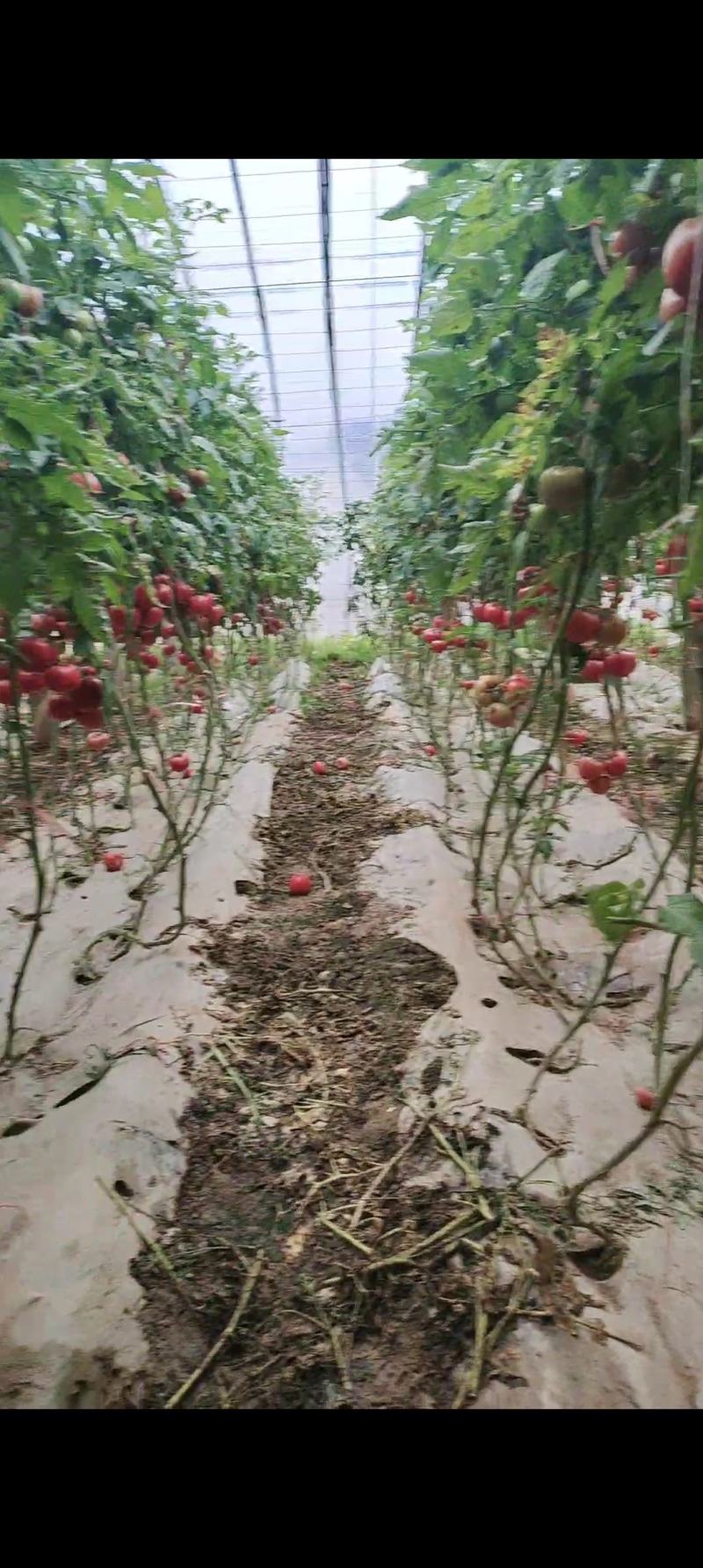 本地大棚西红柿