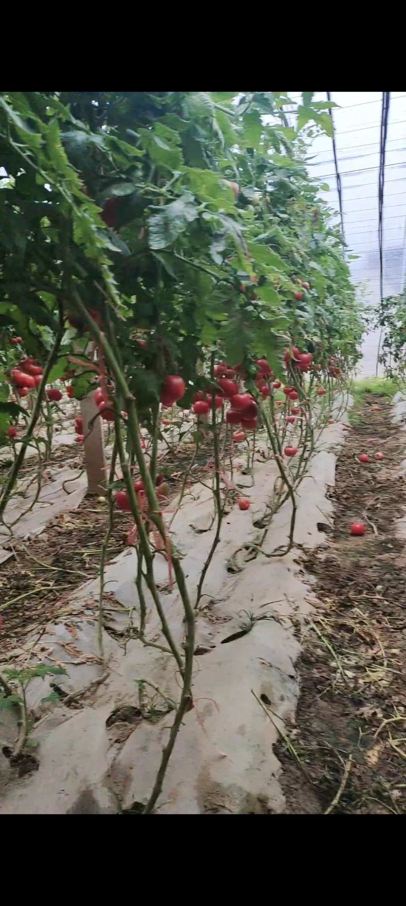 本地大棚西红柿
