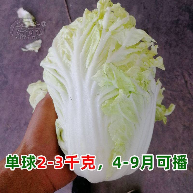 抗热白菜种子夏季大白菜耐湿耐热50天结球夏宝白菜种籽。