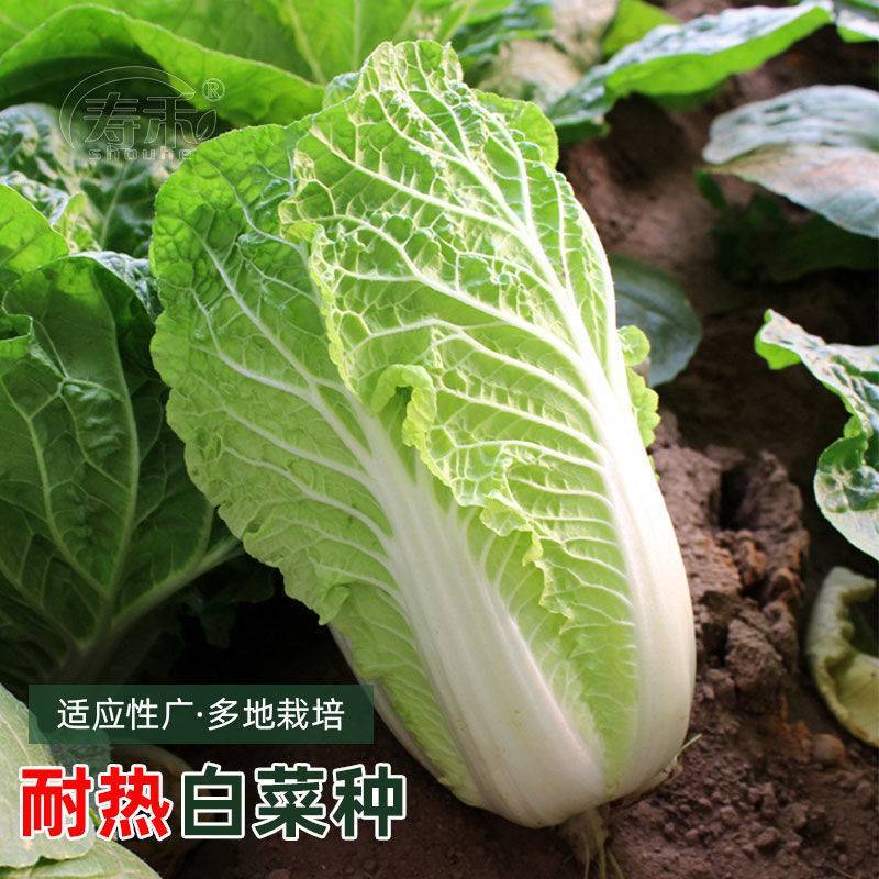 抗热白菜种子夏季大白菜耐湿耐热50天结球夏宝白菜种籽。