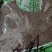 决明子泡茶决明子茶正品炒熟决明子茶优选罐装花草决明配菊花