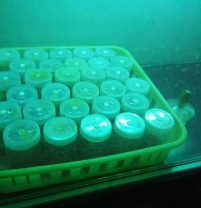 黑木耳菌种黑木耳菌包食用菌菌种木耳菌种椴木袋栽木耳菌种