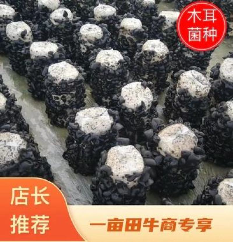 黑木耳菌种黑木耳菌包食用菌菌种木耳菌种椴木袋栽木耳菌种