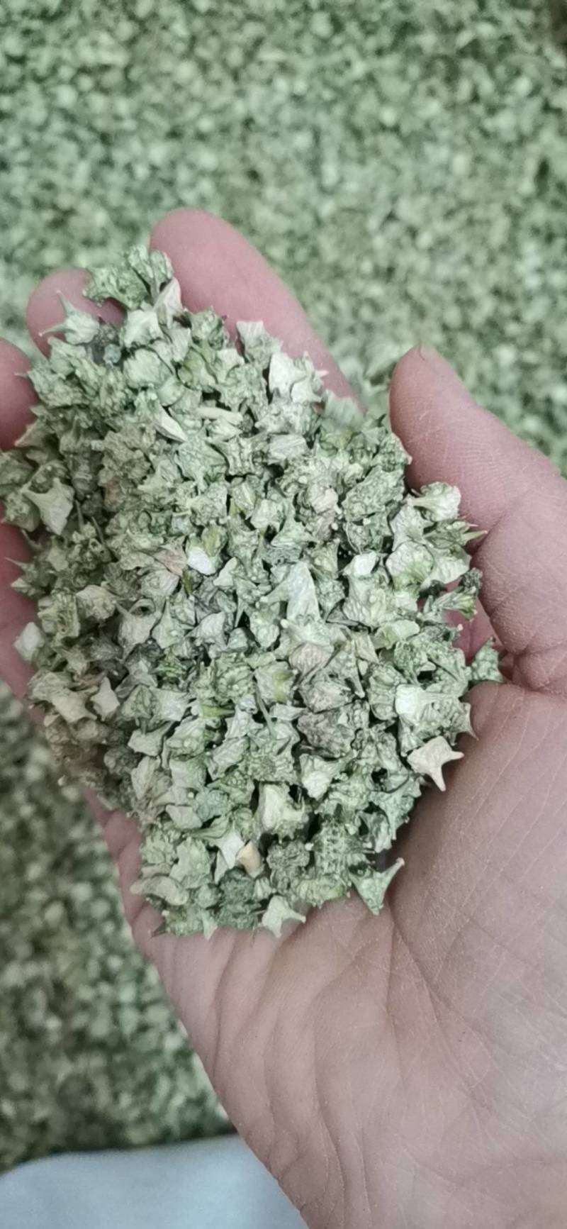 蒺藜，刺蒺藜中药材白蒺藜刺蒺藜硬蒺藜刺七厘蒺骨子