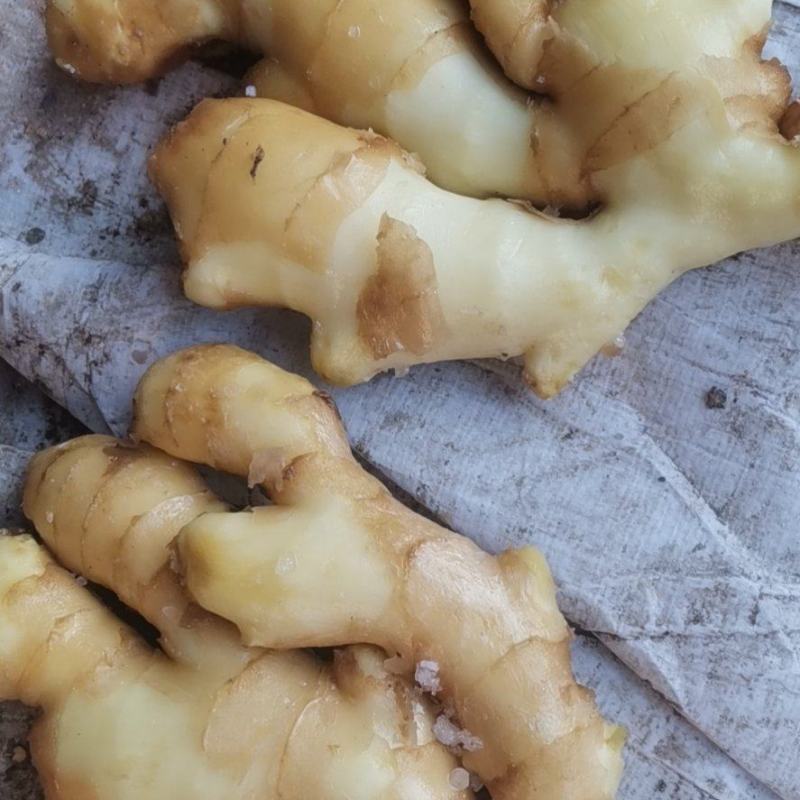 腌制唐山大黄姜开始装车发货