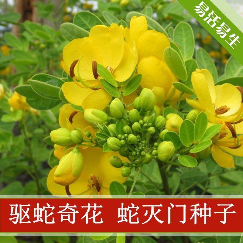 蛇灭门种子凤凰草驱虫奇花户外驱蛇草庭院盆栽四季望江南种子