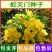 蛇灭门种子凤凰草驱虫奇花户外驱蛇草庭院盆栽四季望江南种子