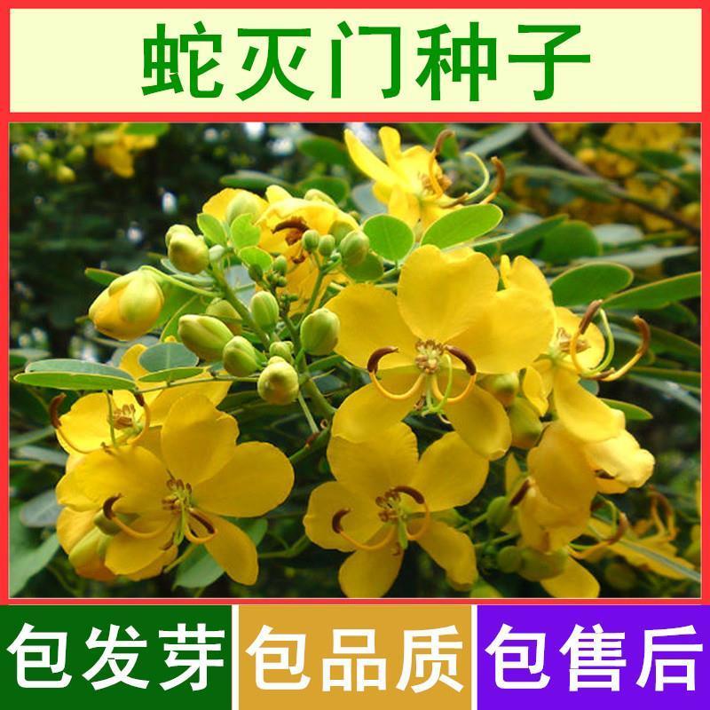 蛇灭门种子凤凰草驱虫奇花户外驱蛇草庭院盆栽四季望江南种子