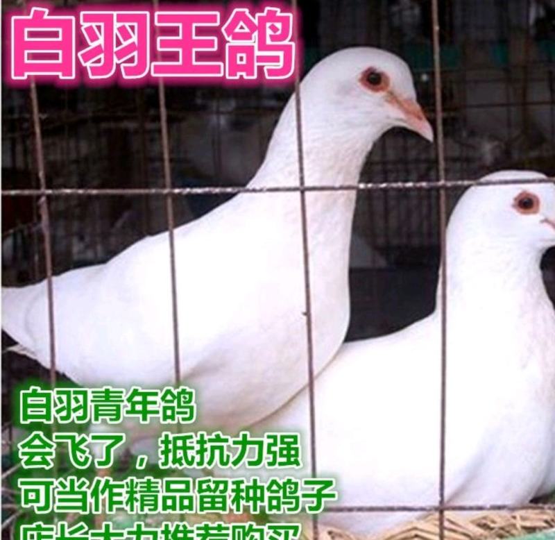 鸽子活体四只价肉鸽白羽王鸽幼鸽青年鸽落地王鸽子活体包