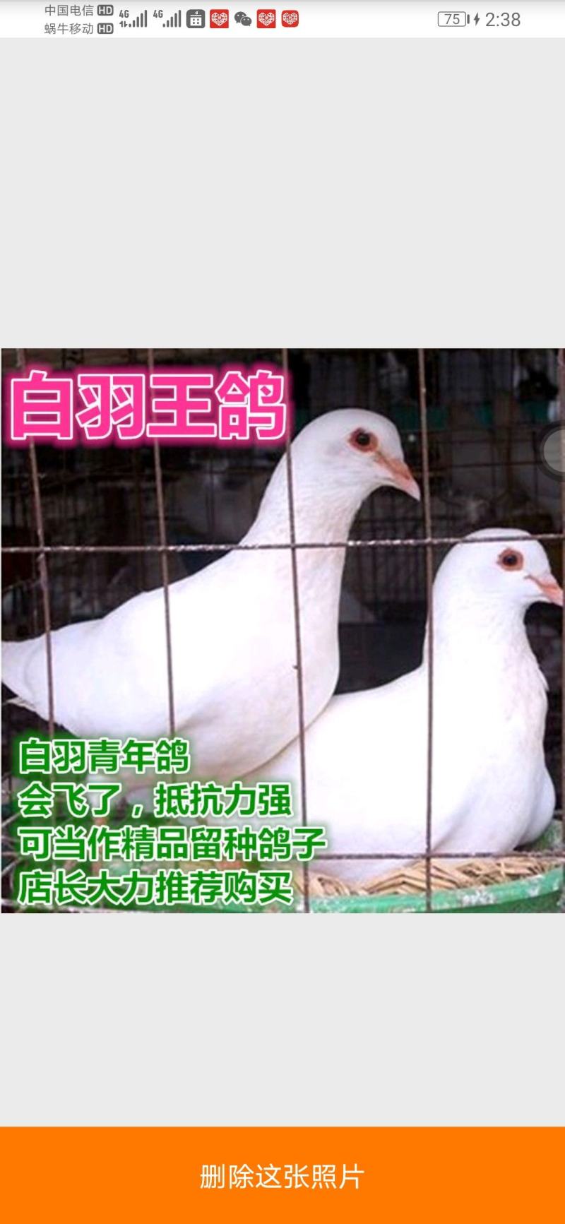 鸽子活体四只价肉鸽白羽王鸽幼鸽青年鸽落地王鸽子活体包
