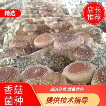 香菇菌香菇菌种，袋栽香菇菌种，椴木香菇菌种，香菇栽培种