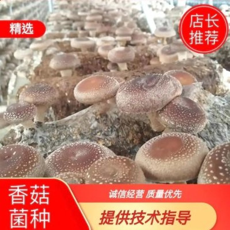 香菇菌香菇菌种，袋栽香菇菌种，椴木香菇菌种，香菇栽培种