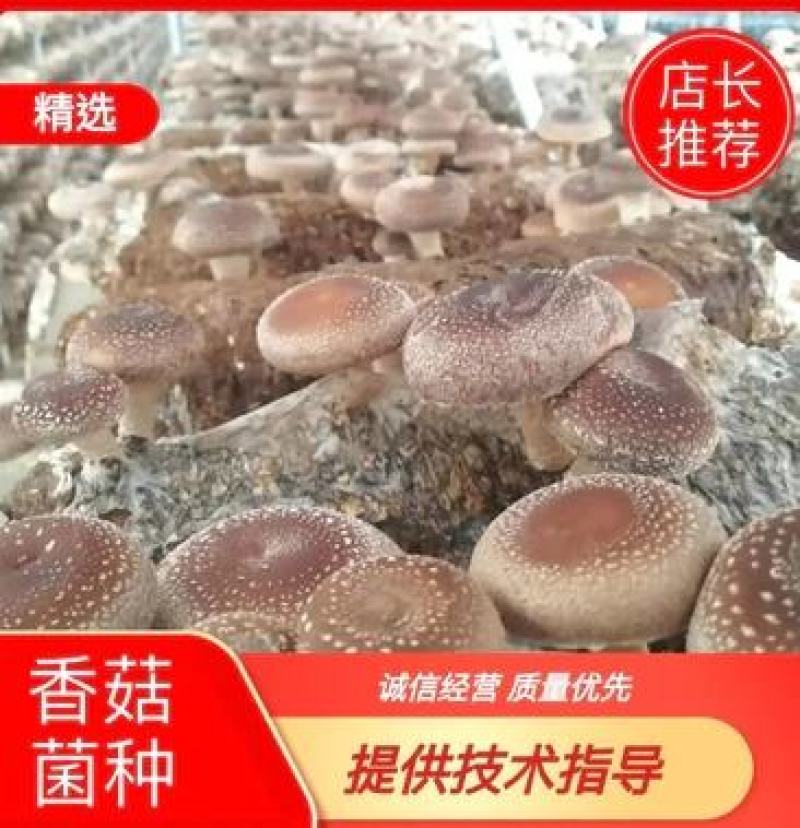 香菇菌香菇菌种，袋栽香菇菌种，椴木香菇菌种，香菇栽培种