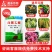 蜗利特蜗牛四聚乙醛蜗牛药鼻涕虫蛞蝓杀虫剂蔬菜花卉果树
