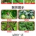 蜗利特蜗牛四聚乙醛蜗牛药鼻涕虫蛞蝓杀虫剂蔬菜花卉果树