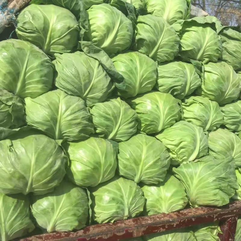 陕西三原县春季甘蓝大量上市，欢迎各位老板进店选购。