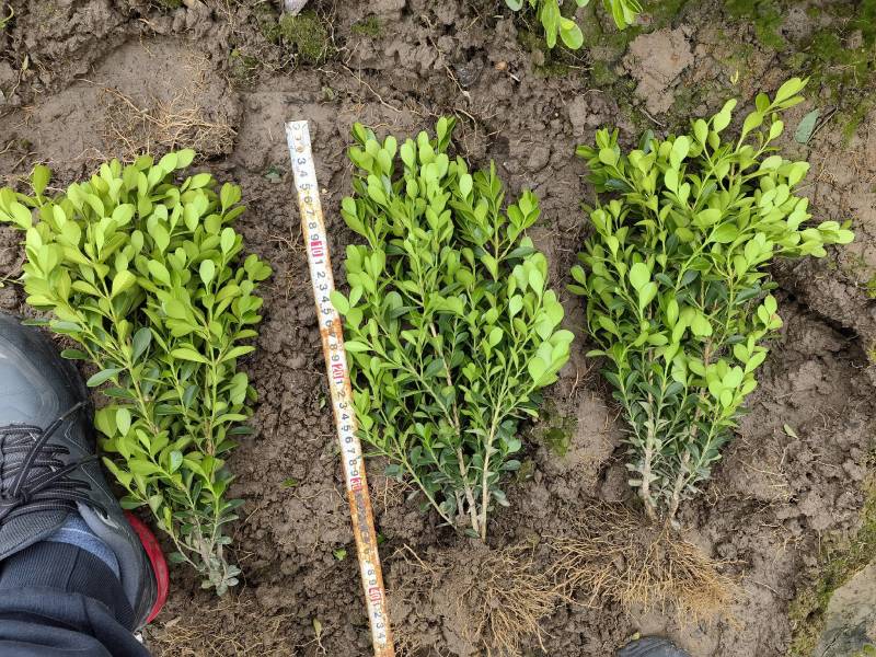 精品瓜子黄杨毛球大量出售苗圃直发质量保证全国发货