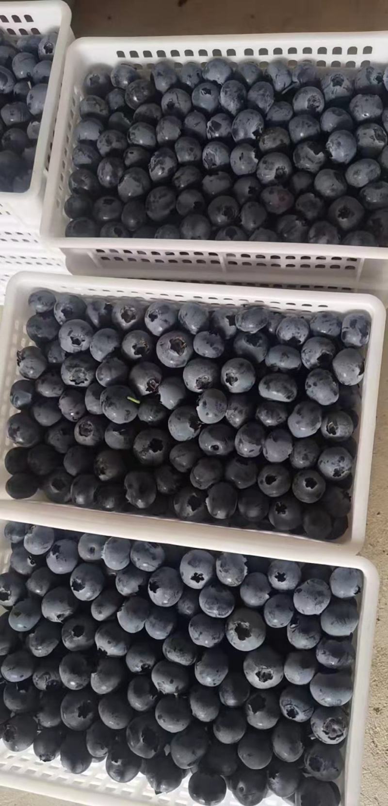 蓝莓山东优质蓝莓，优瑞卡，H5，F6，L25蓝莓品种齐全