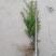 东北种子种植红豆杉10年以上