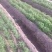甘肃秤杆红萝卜大量供应一手货源量大从优全国发货